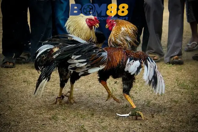 da ga cua dao bom88 6896fa4fbe916
