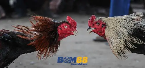 da ga moc bai bom88 6896f9bc43141