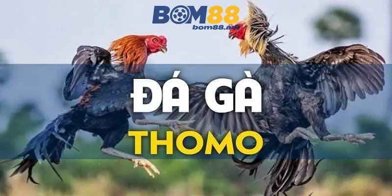 da ga thomo bom88 6896f86836f79