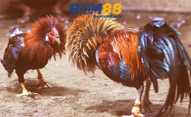 Bí Quyết Tham Gia Đá Gà Trực Tiếp C1 Hiệu Quả Nhất