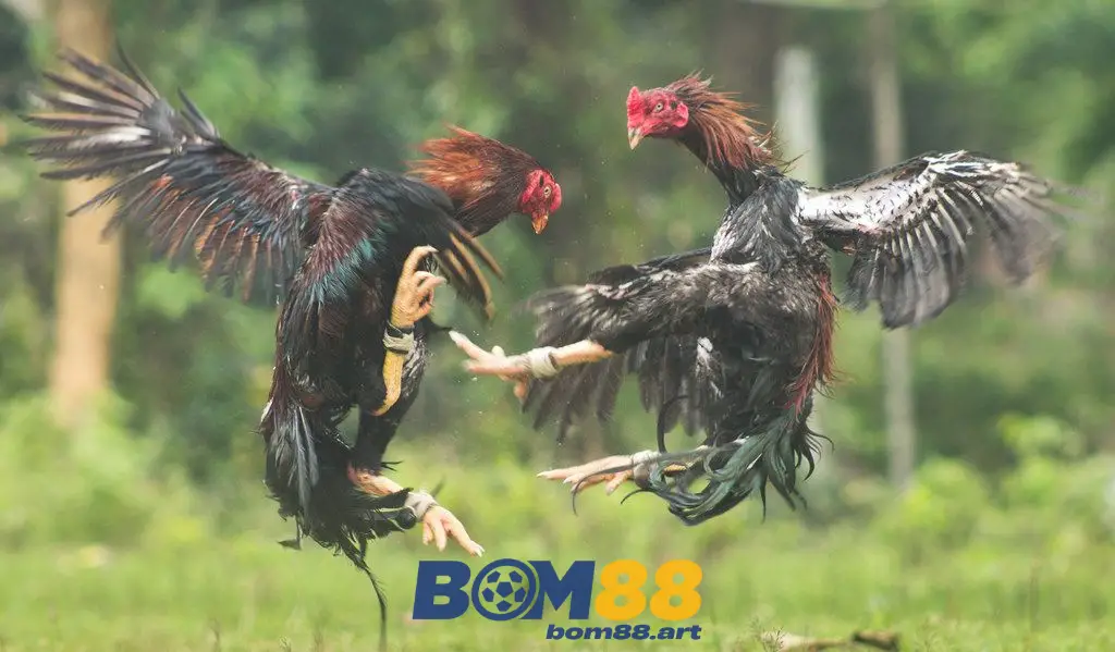 Đá gà tại Mộc Bài là hình thức nào?